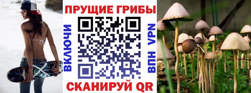 мега ССЫЛКА Великий Устюг Галлюциногенные грибы Psilocybe